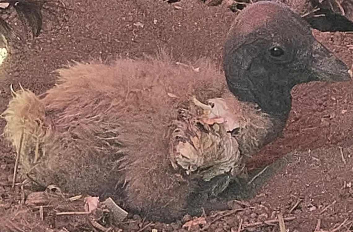Nace en Mérida una hembra de cóndor andino, especie en peligro de extinción