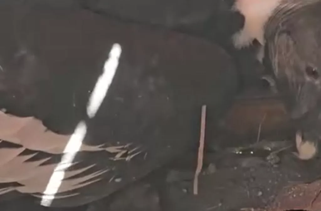 Nace en Mérida una hembra de cóndor andino, especie en peligro de extinción