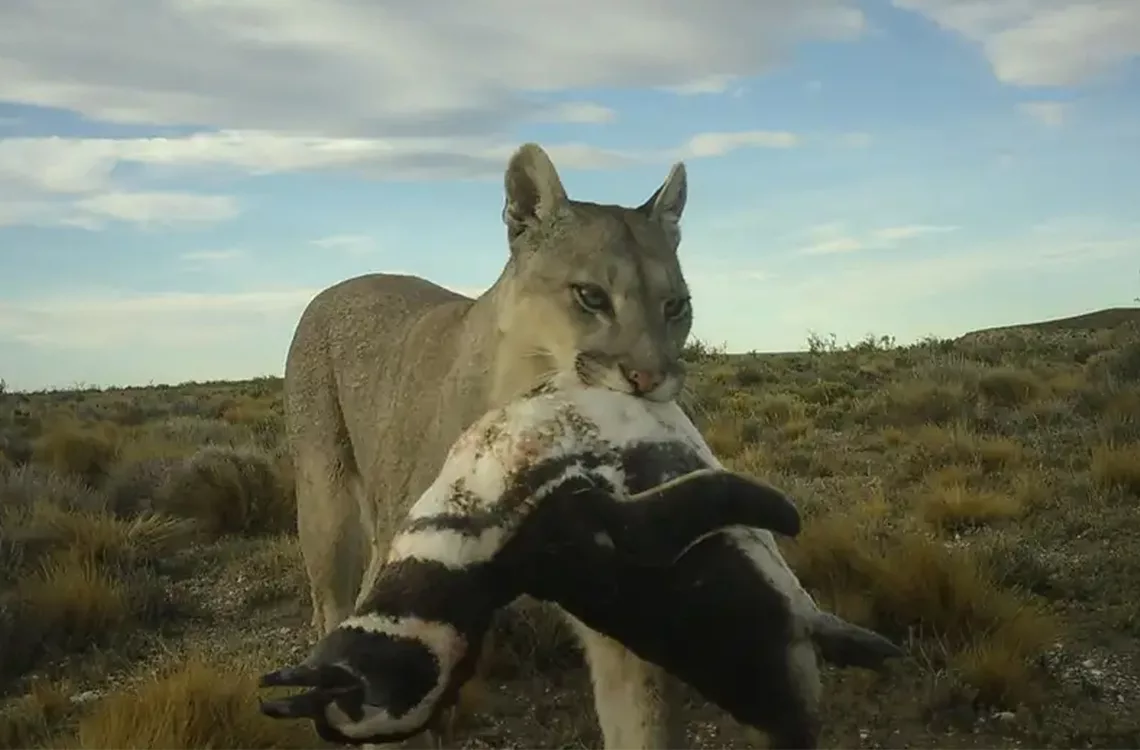 El puma es el nuevo depredador terrestre en las colonias de pingüinos de la Patagonia