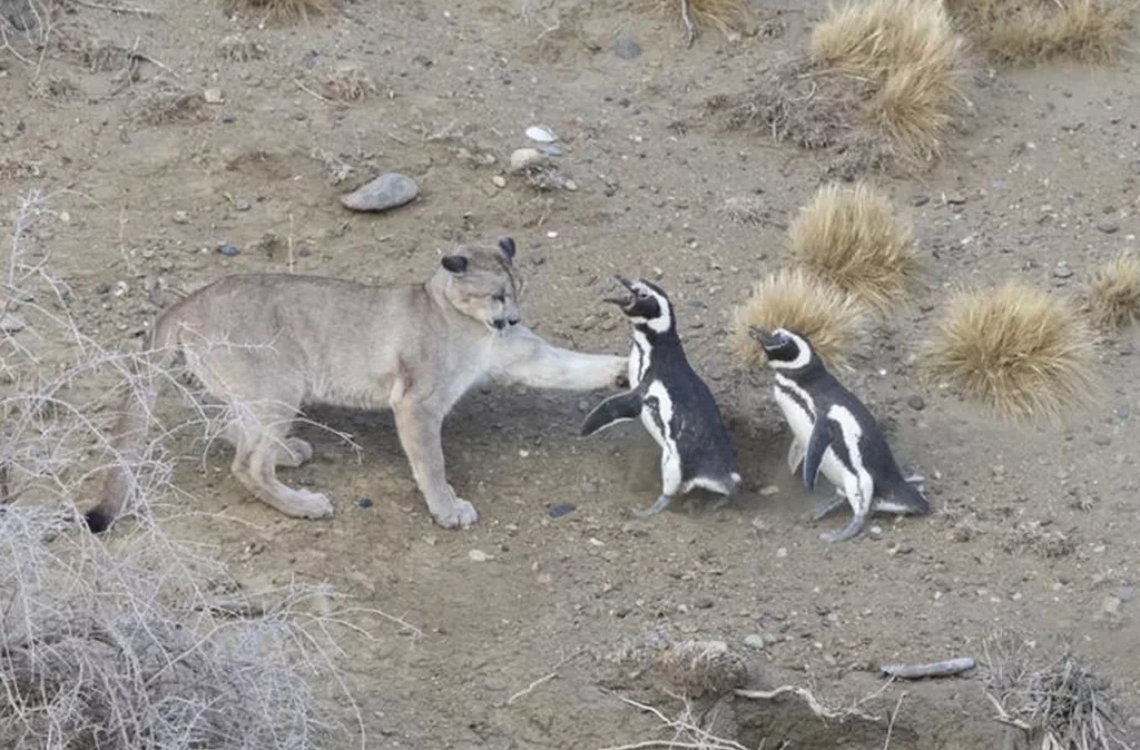 El puma es el nuevo depredador terrestre en las colonias de pingüinos de la Patagonia