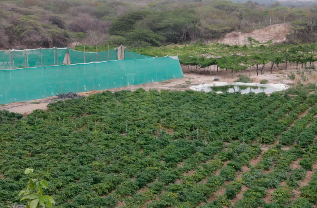 Agricultura ecológica: El impulso de los ingenieros agrónomos para conquistar el mercado europeo