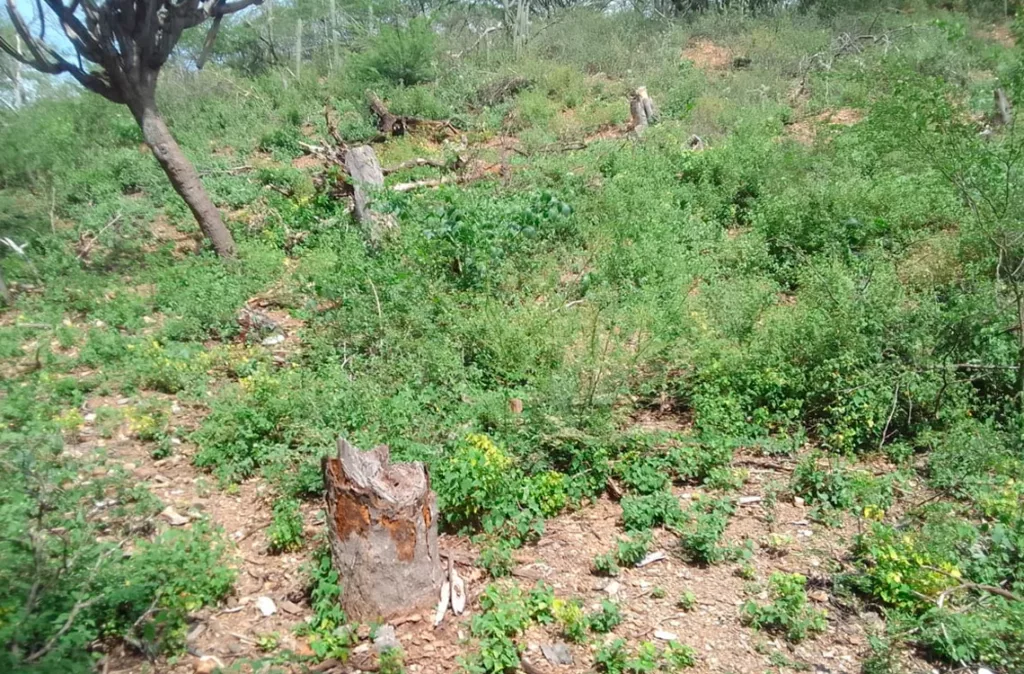 Cambio climático afecta al 67% de los habitantes de Lara
