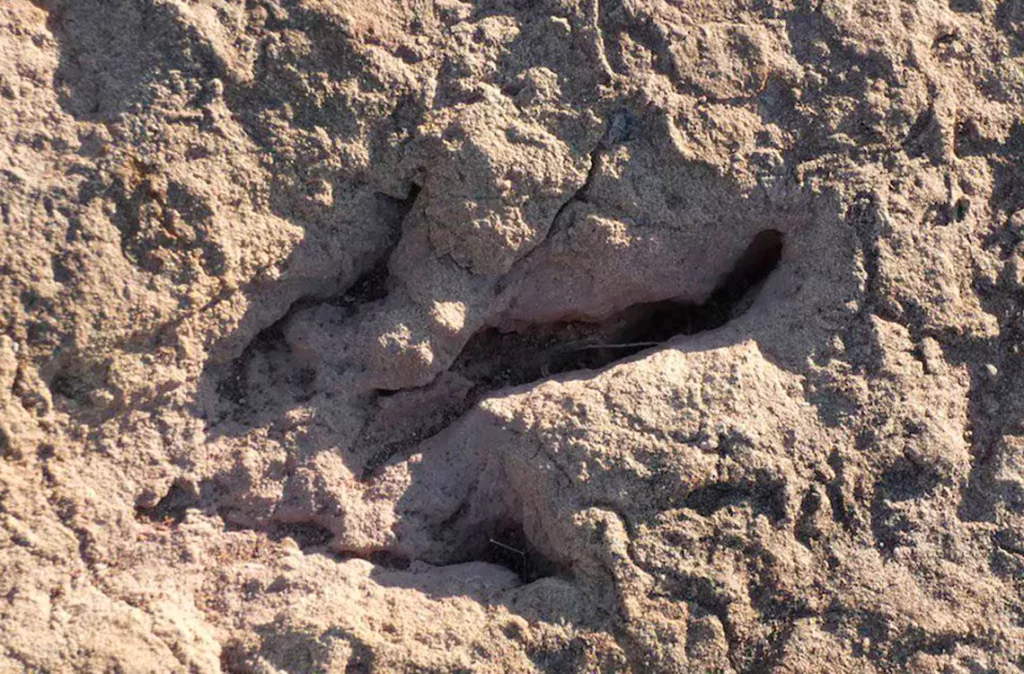 Récord paleontológico en Bolivia: Hallan más de 16.000 huellas de dinosaurios en Carreras Pampa
