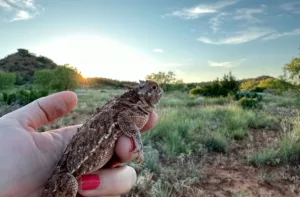 La lagartija cornuda de Texas renace tras años de esfuerzos por parte de científicos