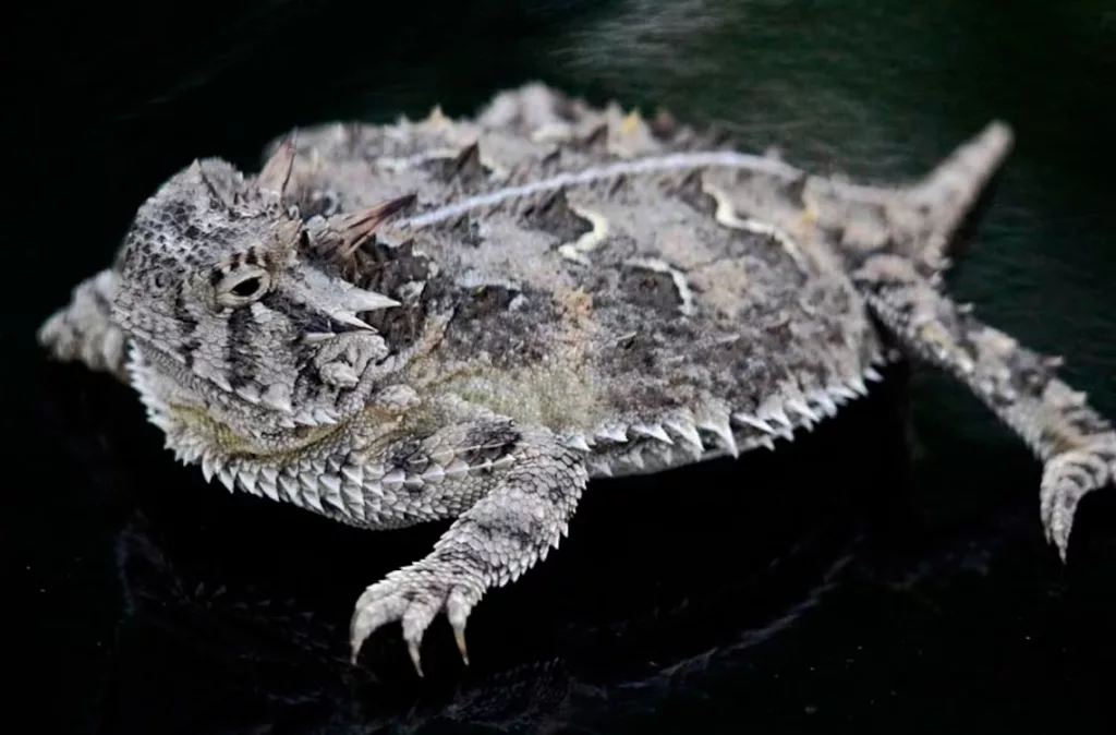 La lagartija cornuda de Texas renace tras años de esfuerzos por parte de científicos