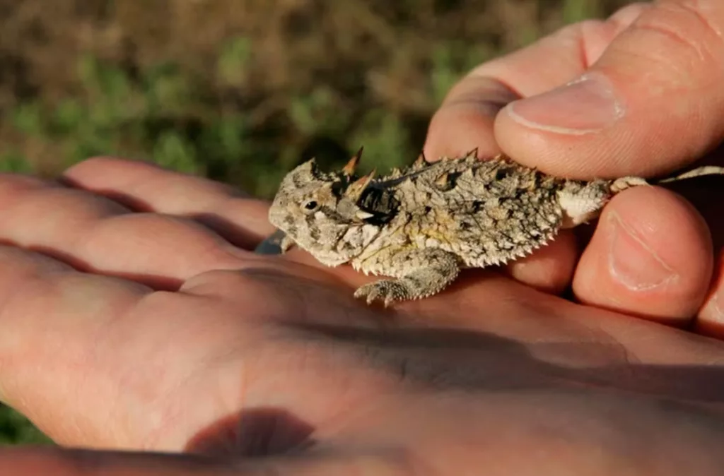 La lagartija cornuda de Texas renace tras años de esfuerzos por parte de científicos