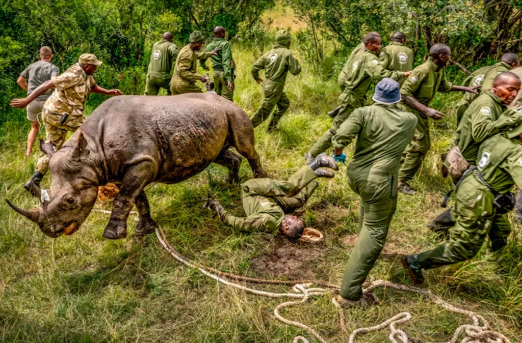 La revista Nature selecciona las imágenes científicas más impactantes de este 2025