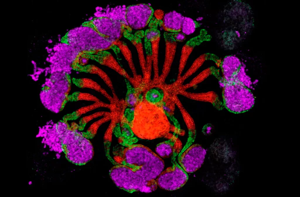 La revista Nature selecciona las imágenes científicas más impactantes de este 2025