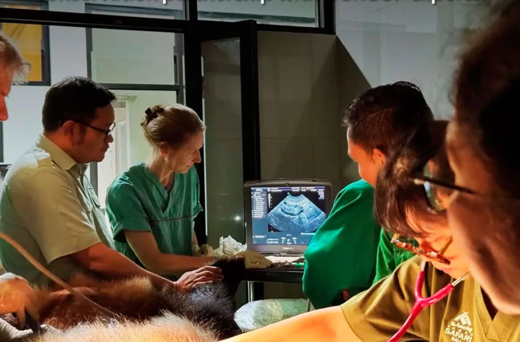 Zoológico de Java anuncia el nacimiento del primer cachorro de panda gigante en Indonesia