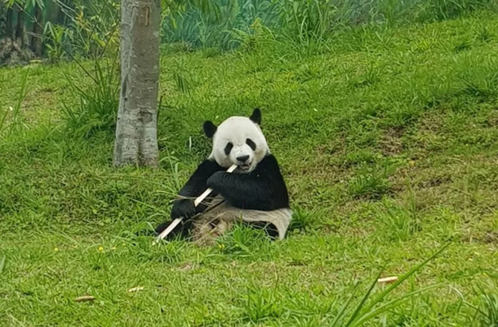 Zoológico de Java anuncia el nacimiento del primer cachorro de panda gigante en Indonesia