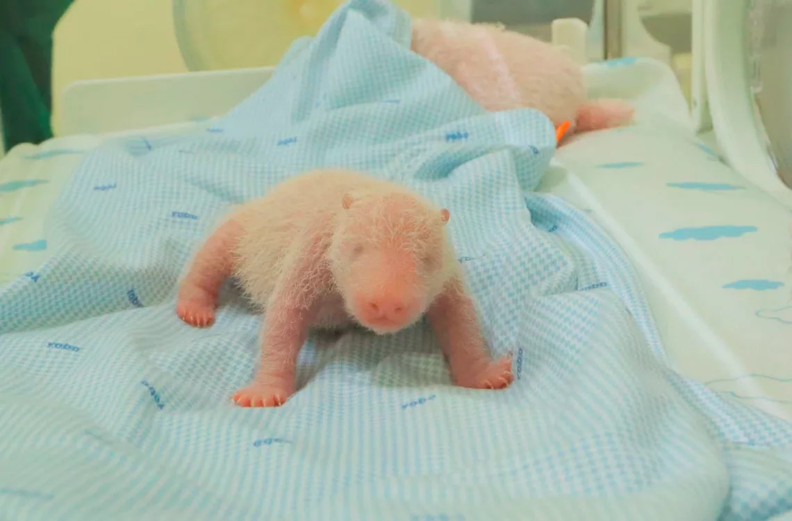 Zoológico de Java anuncia el nacimiento del primer cachorro de panda gigante en Indonesia Zoológico de Java anuncia el nacimiento del primer cachorro de panda gigante en Indonesia