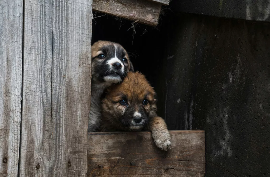 Veterinarios recomiendan proteger las mascotas por el uso excesivo de fuegos artificiales en diciembre