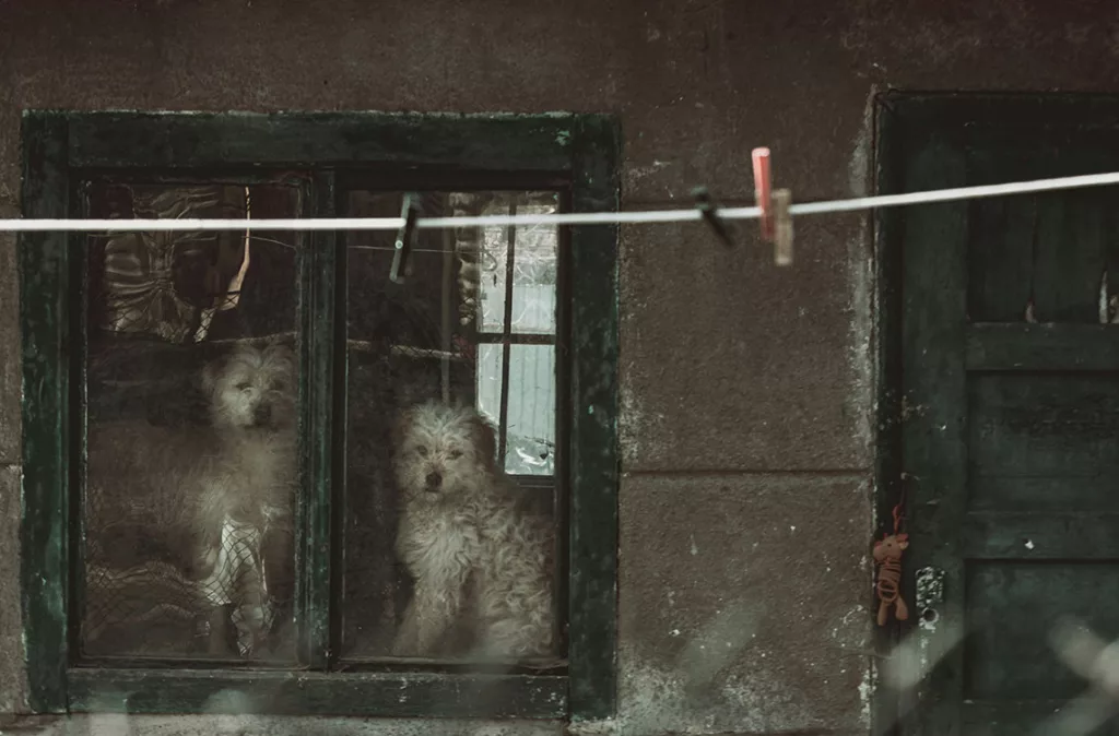 Veterinarios recomiendan proteger las mascotas por el uso excesivo de fuegos artificiales en diciembre