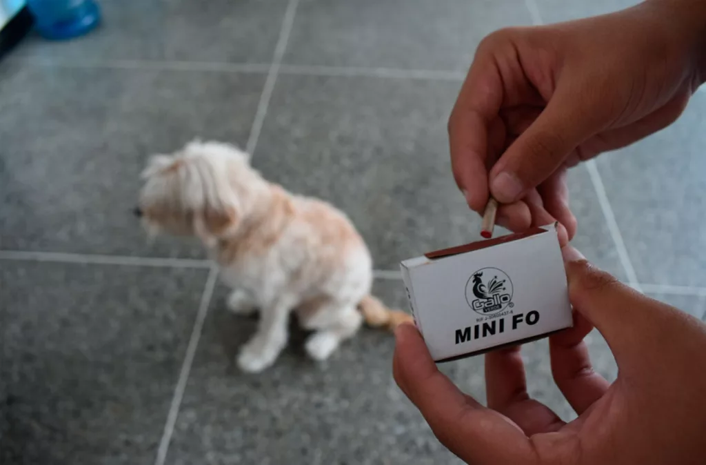 Veterinarios recomiendan proteger las mascotas por el uso excesivo de fuegos artificiales en diciembre