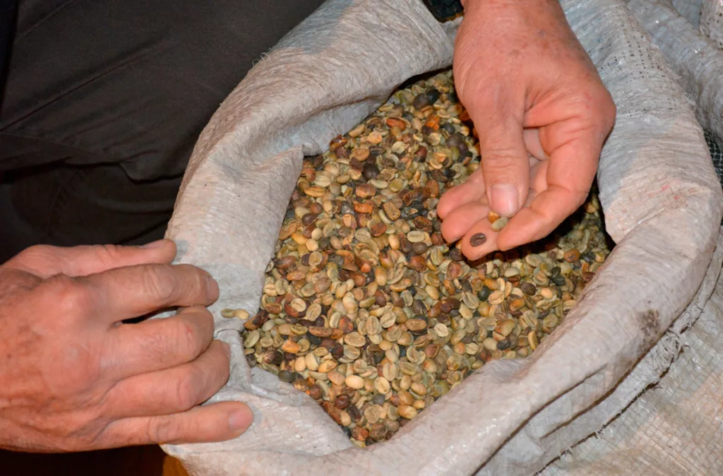 Productores resaltan que aumentó la cosecha del café en Sanare