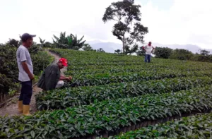 Productores resaltan que aumentó la cosecha del café en Sanare