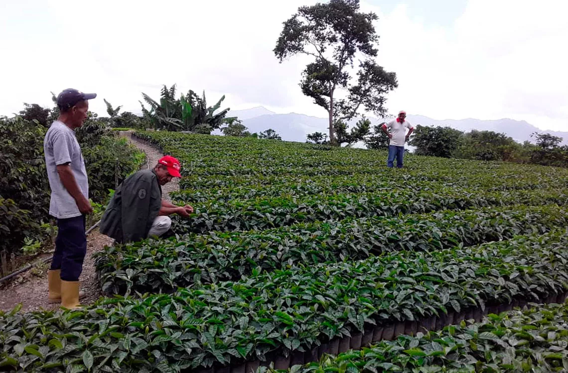 Productores resaltan que aumentó la cosecha del café en Sanare Productores resaltan que aumentó la cosecha del café en Sanare