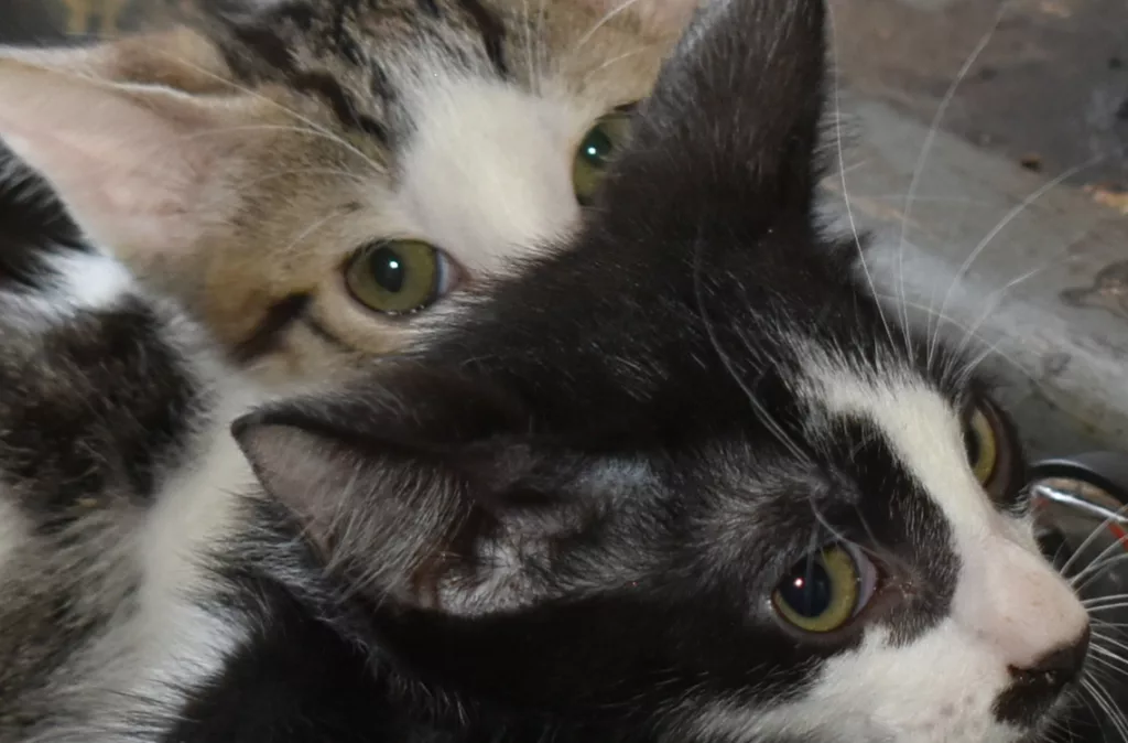 Vecinos de Chucho Briceño exigen justicia ante racha de envenenamientos de mascotas