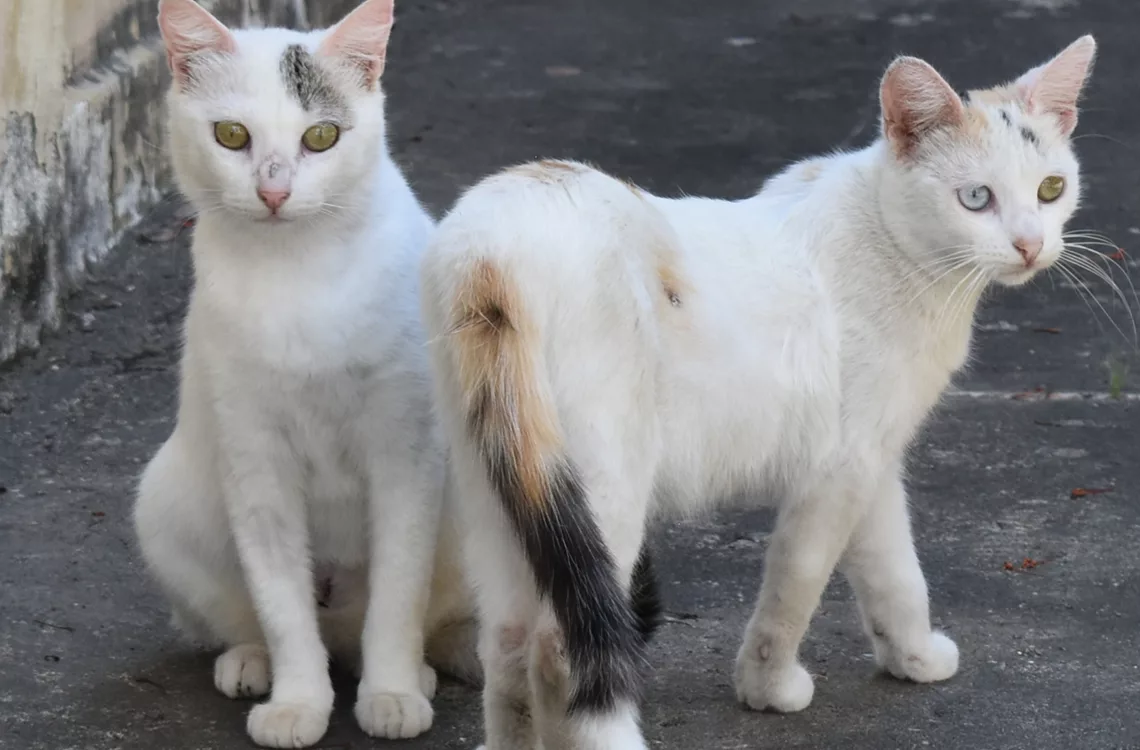 Vecinos de Chucho Briceño exigen justicia ante racha de envenenamientos de mascotas