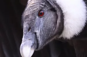 Pareja de cóndores andinos ponen huevo fértil en Mérida tras décadas