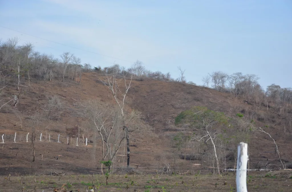 Depredación ambiental sin freno en Lara