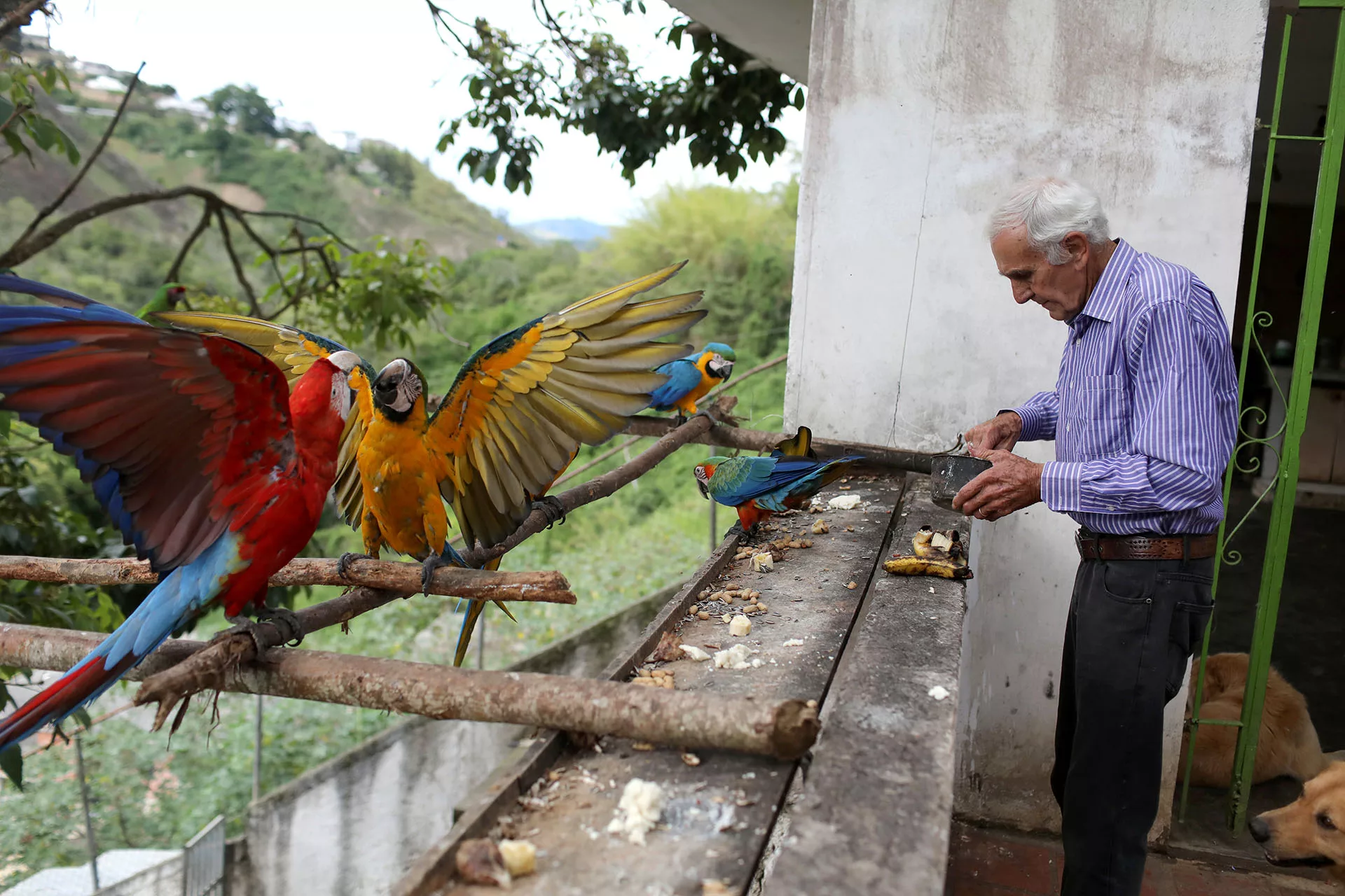 Vittorio Poggi puts food to the macaws at his house outside Caracas Fauna silvestre