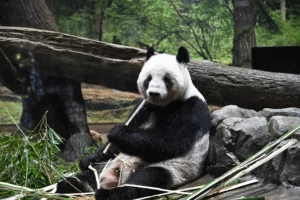 El panda gigante abandona la lista de especies en peligro de extinción