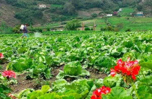 Altos costos de insumos perjudica producción de hortalizas en el país