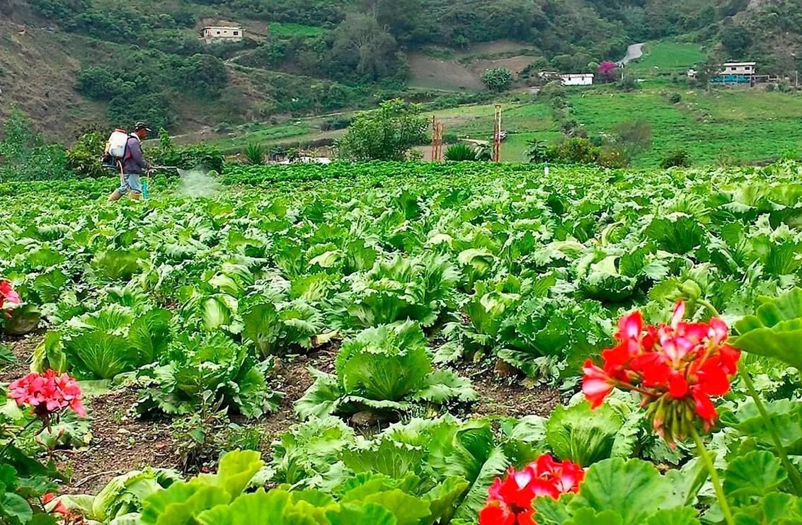 Altos costos de insumos perjudica producción de hortalizas Altos costos de insumos perjudica producción de hortalizas en el país