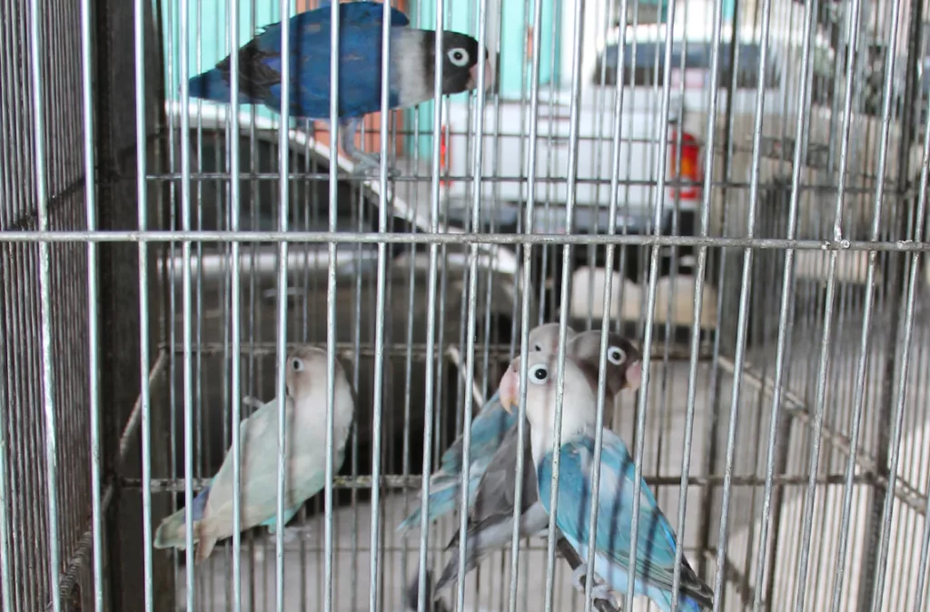 Ambientalistas: cautiverio de aves silvestres es maltrato animal
