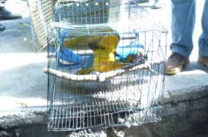 Ambientalistas: cautiverio de aves silvestres es maltrato animal