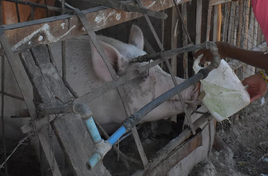 Familias viven de la producción de animales