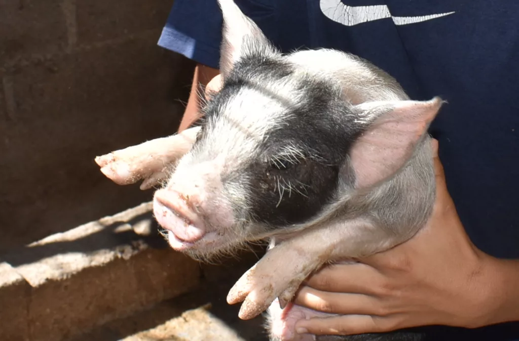 Familias viven de la producción de animales