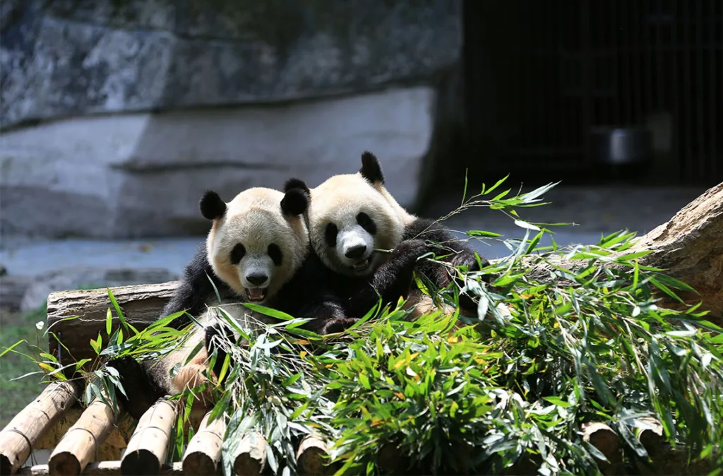 El panda gigante abandona la lista de especies en peligro: un triunfo de la conservación ambiental