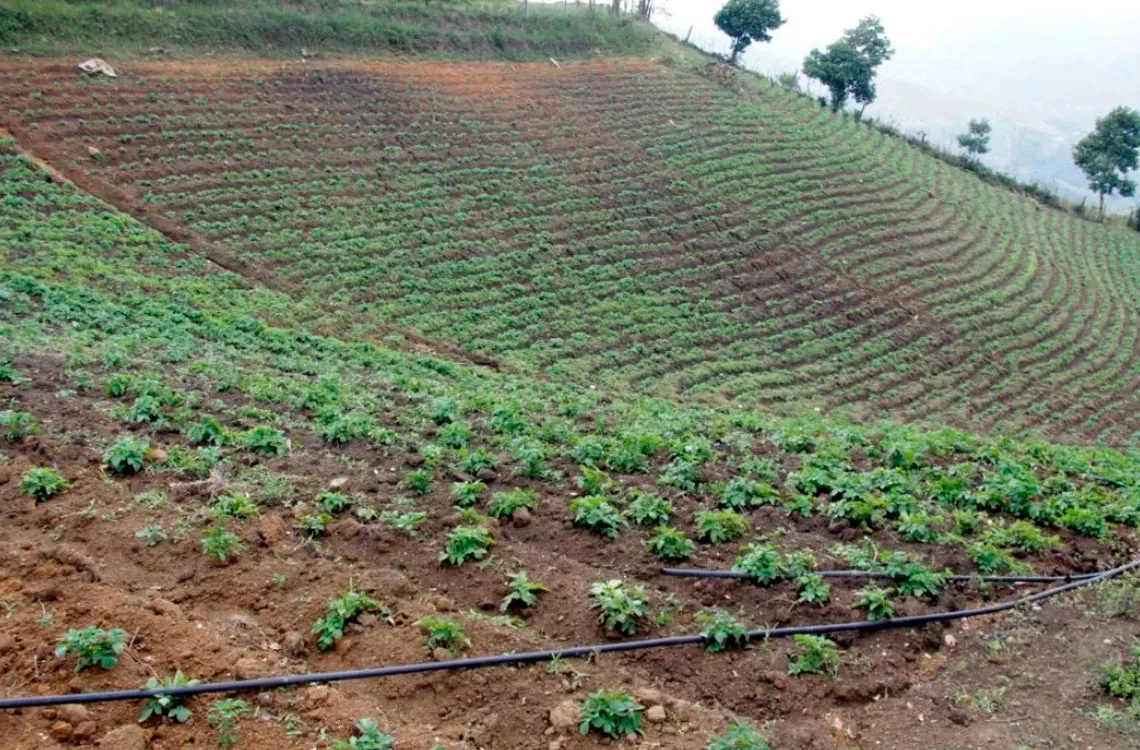 Productores de Siquisique denuncian riesgo de cosecha debido a falta de gasoil