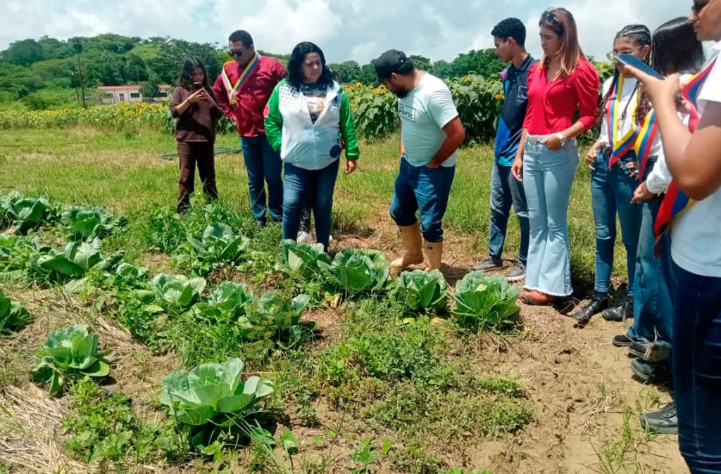 Girasoles en el municipio Crespo, una oportunidad para potenciar el turismo
