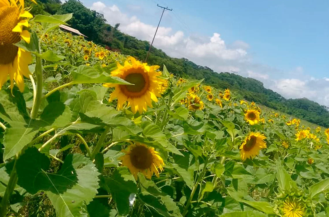 Girasoles en el municipio Crespo, una oportunidad para potenciar el turismo
