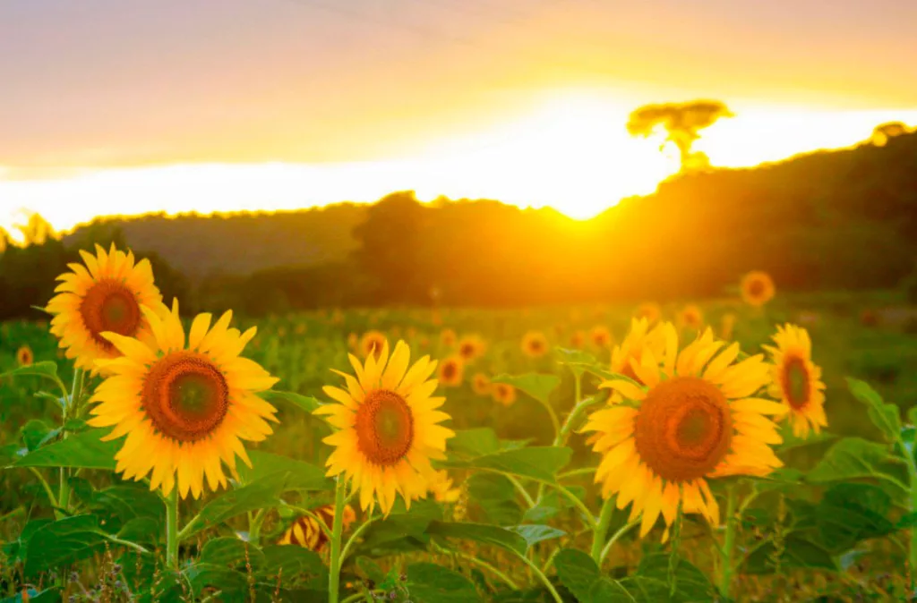 Girasoles en el municipio Crespo, una oportunidad para potenciar el turismo