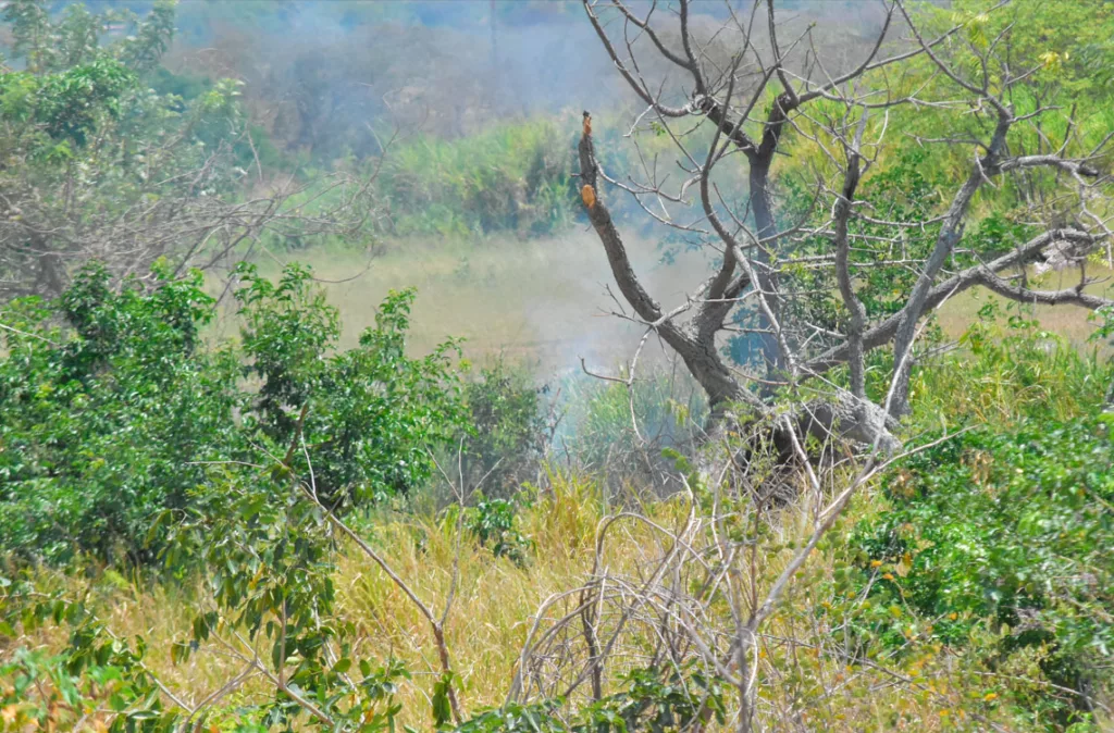 Bosques de Morán, Andrés Eloy Blanco y Torres, registran mayor número de incendios desde 2024