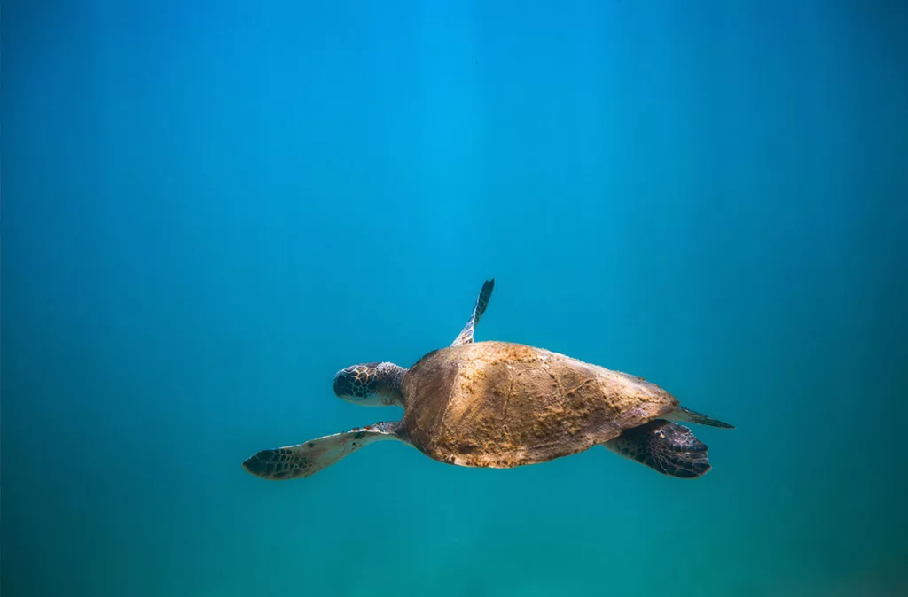 El Tratado de Alta Mar entra en vigor este sábado tras la ratificación de 82 países, creando un marco legal para proteger la biodiversidad en el 50 % del planeta.
