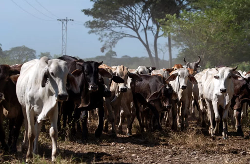 Venezuela entre los países con la dieta cárnica más baja