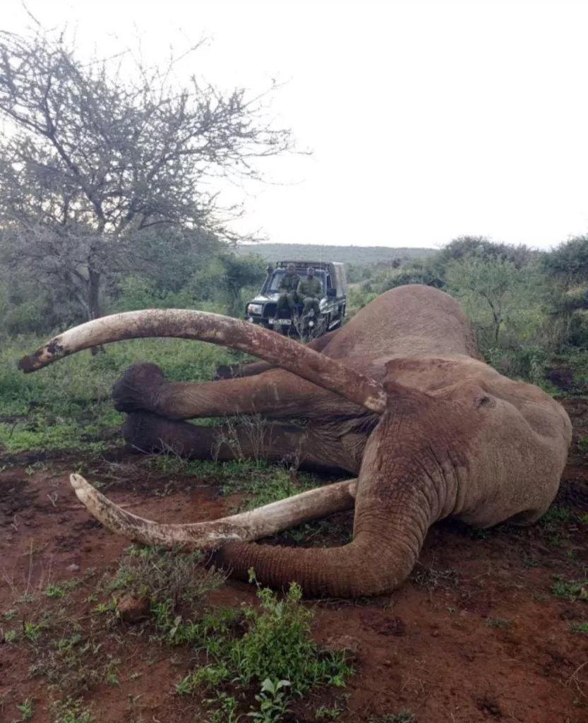 Legado y resistencia frente a la extinción