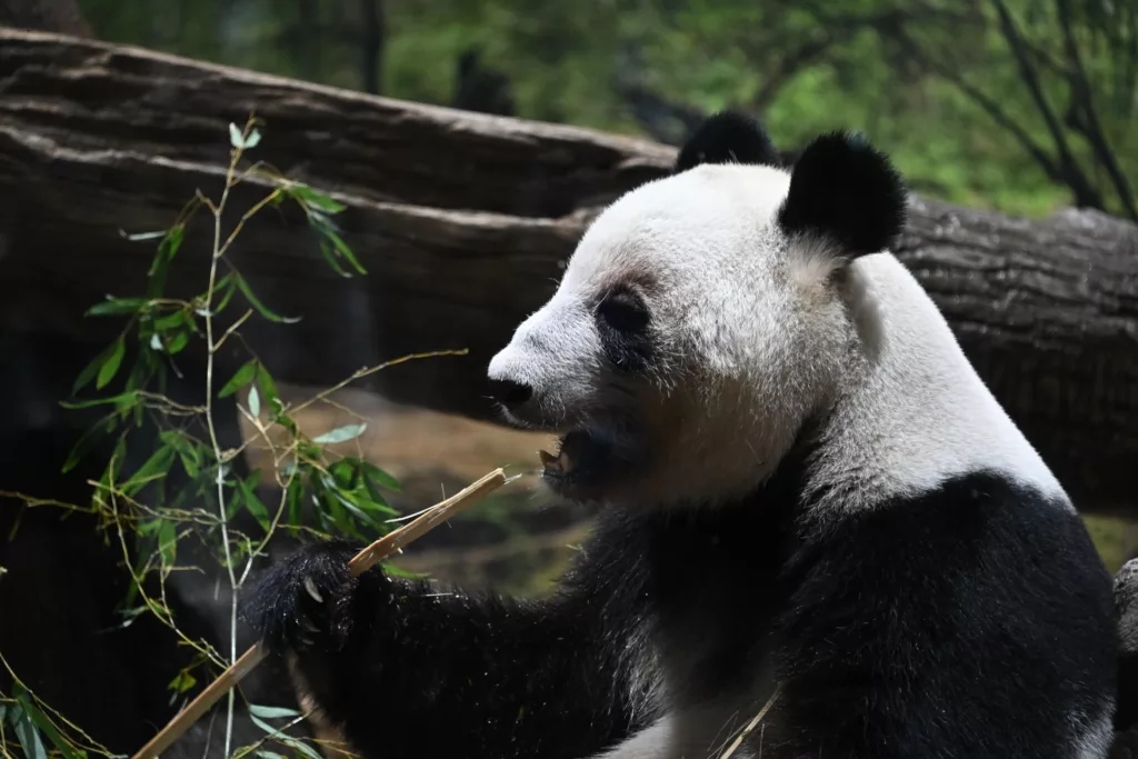 El panda gigante abandona la lista de especies en peligro: un triunfo de la conservación ambiental