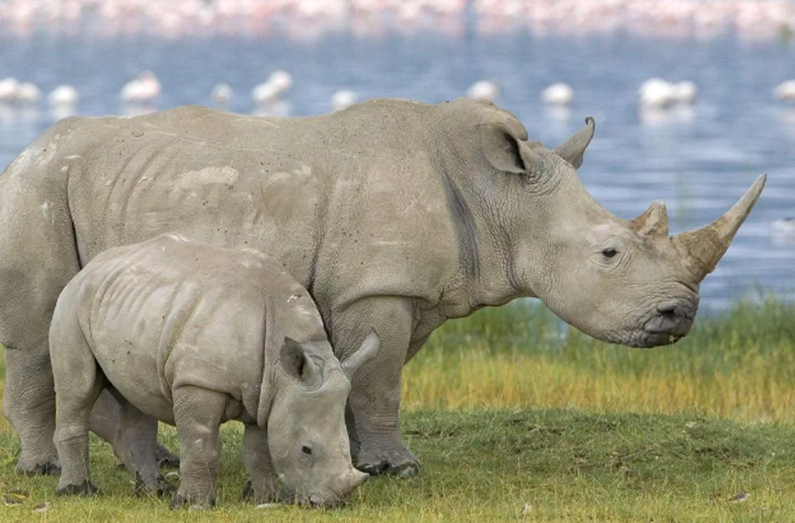 rinoceronte blanco vuelve a vivir en libertad en Uganda tras 40 años El rinoceronte blanco vuelve a vivir en libertad en Uganda tras 40 años