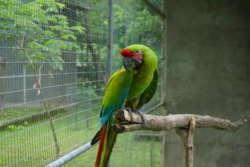 El guacamayo verde mayo retorna a la vida silvestre en Ecuador