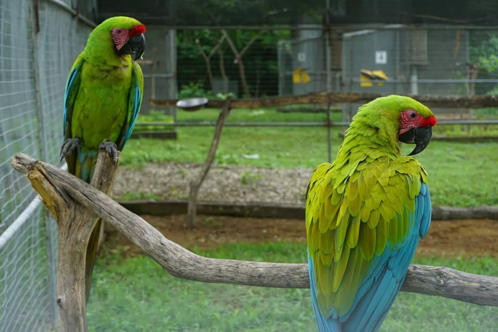El guacamayo verde mayo retorna a la vida silvestre en Ecuador