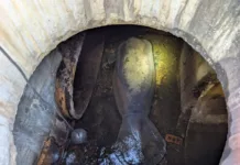 Un manatí atrapado en un sistema de drenaje en Florida es rescatado y se recupera en SeaWorld