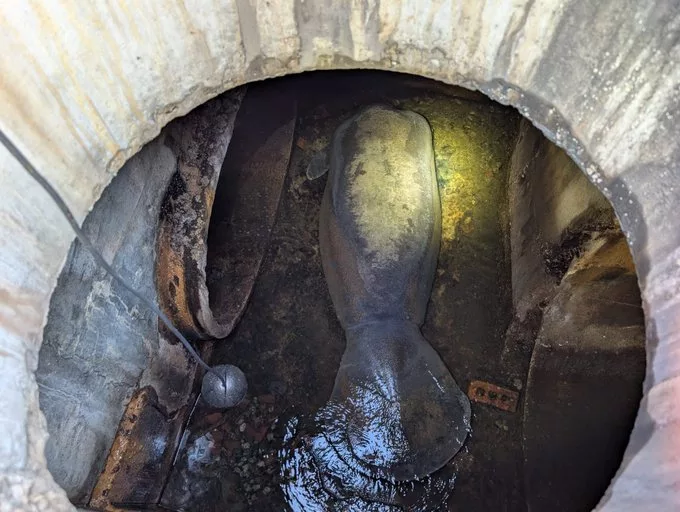 Un manatí atrapado en un sistema de drenaje en Florida es rescatado y se recupera en SeaWorld