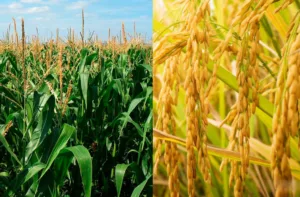 Producción de maíz y arroz en Venezuela se duplica y apunta a la exportación