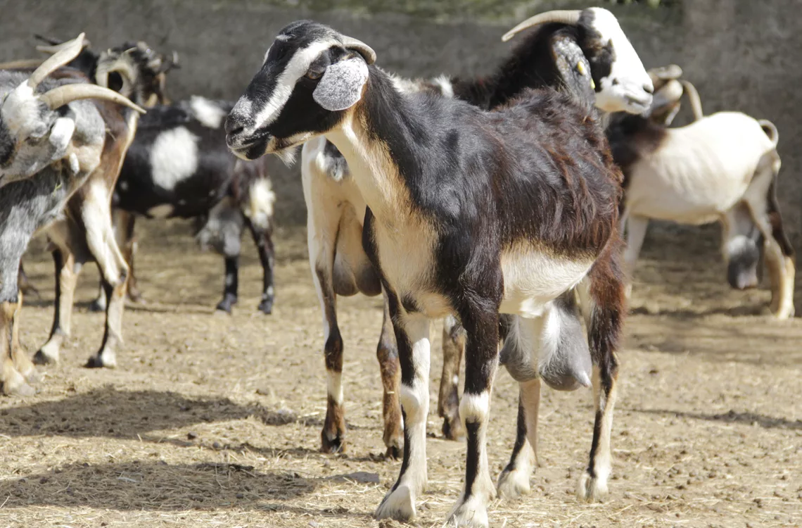 Productores ovino-caprino buscan impulsar consumo de carne y leche Productores ovino-caprino buscan impulsar consumo de carne y leche